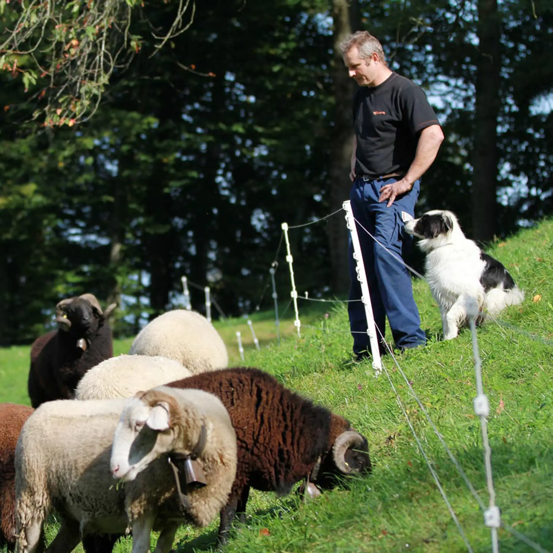 Multidraad Quattro paal