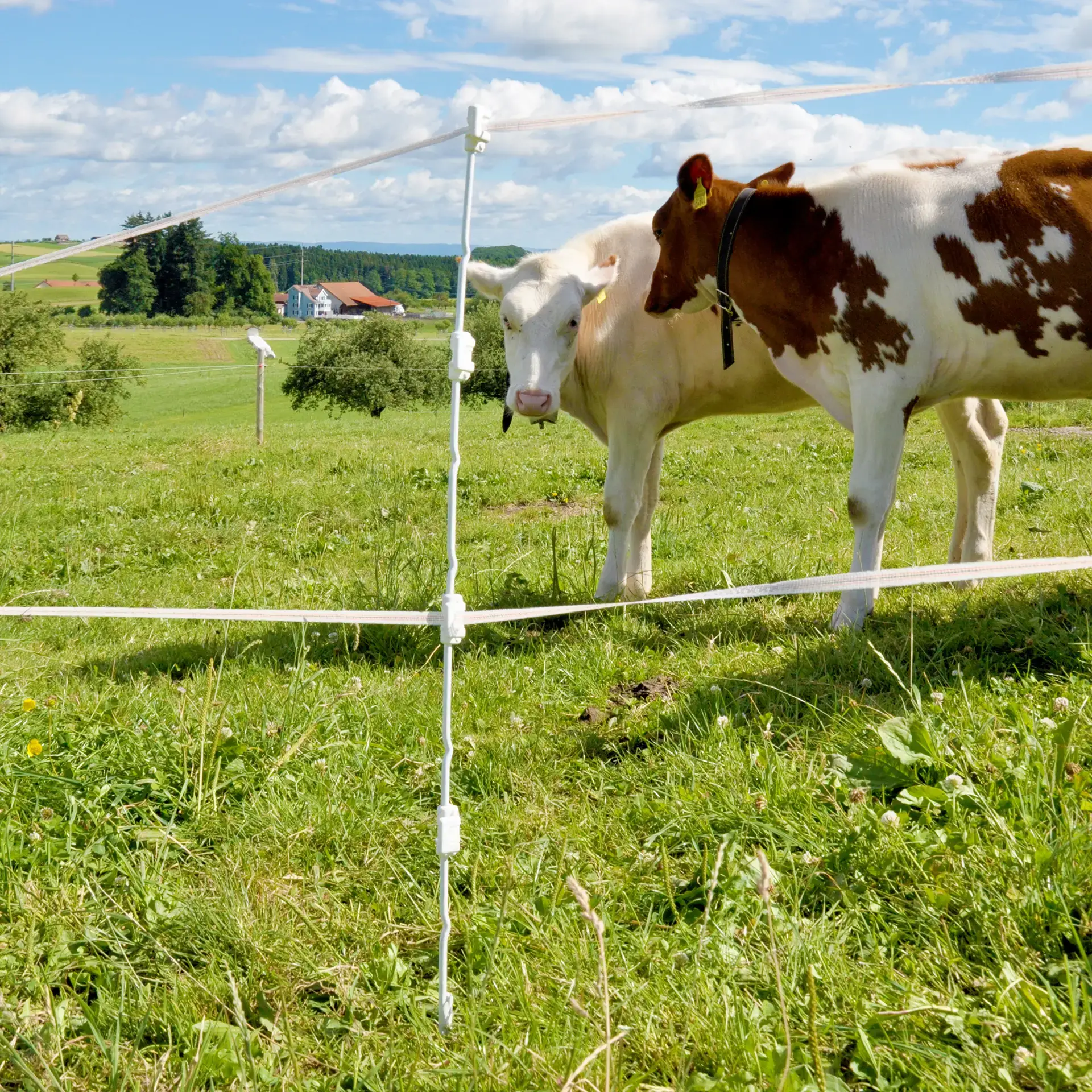 Gallagher Quattro paal, 1m (10 stuks)