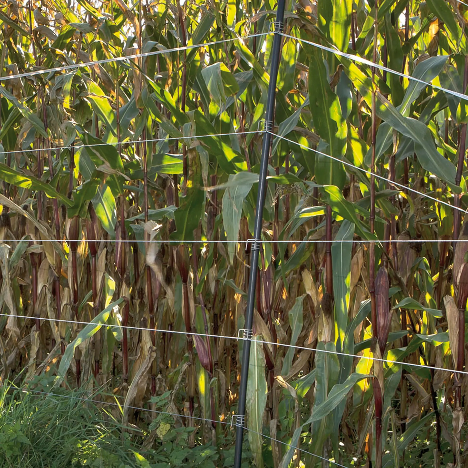 Gallagher Verstelbaar veertje (19 mm) (25 stuks)