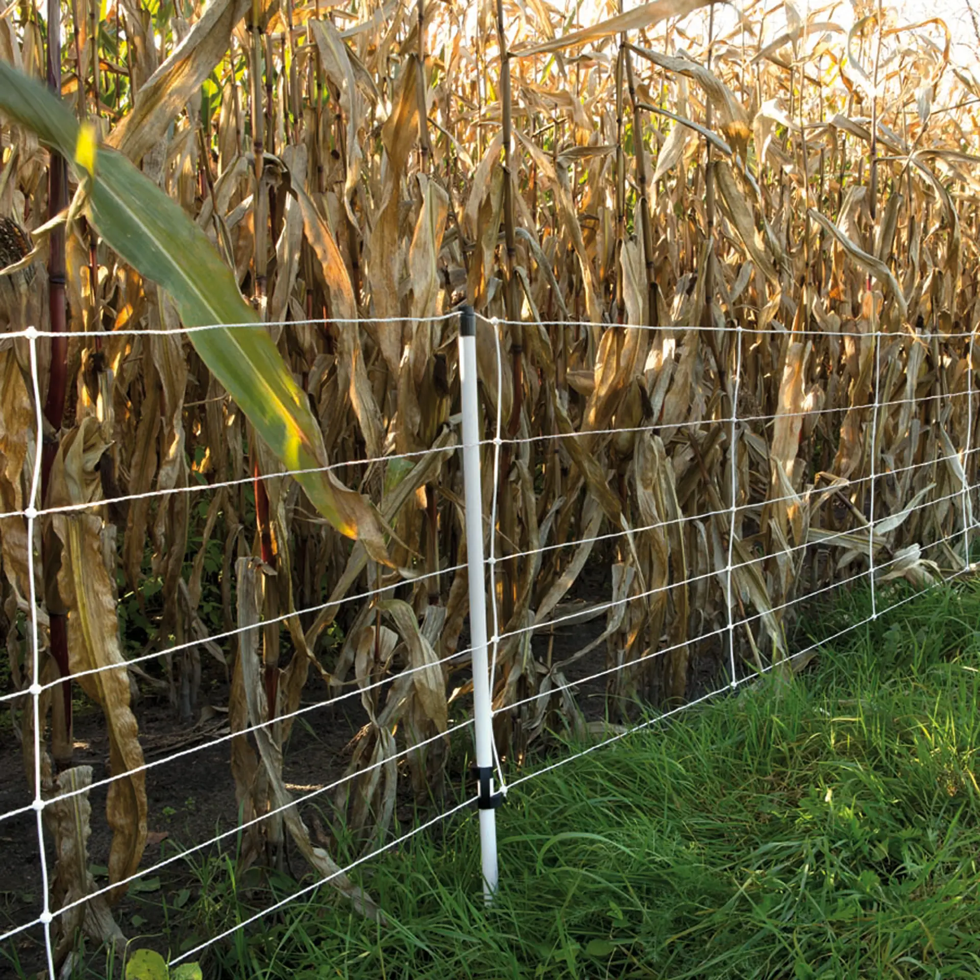 Gallagher Wilde zwijnen net, 75cm, 50m (enkele pen)