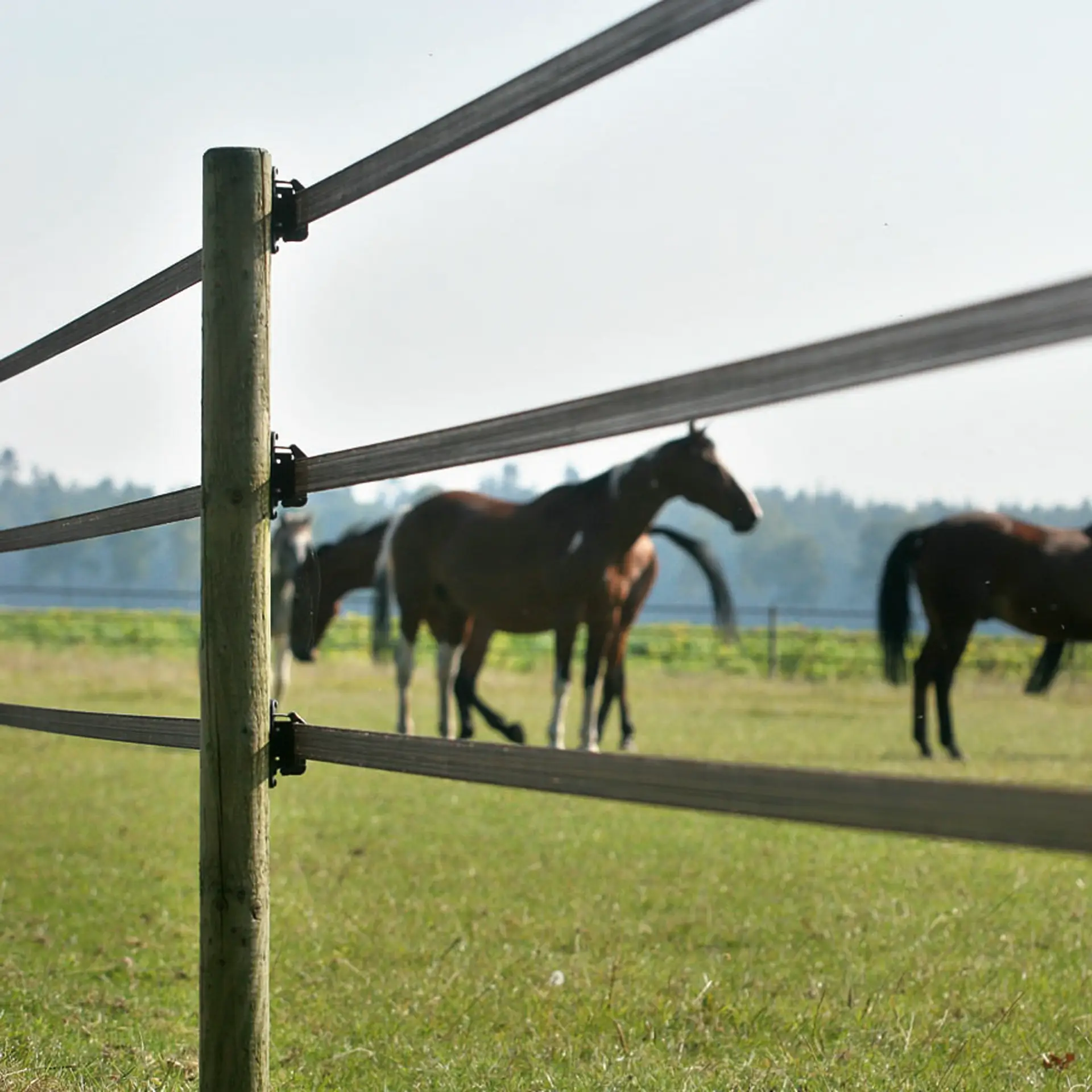 Gallagher PowerLine lint 40 mm (terra, 200 meter)