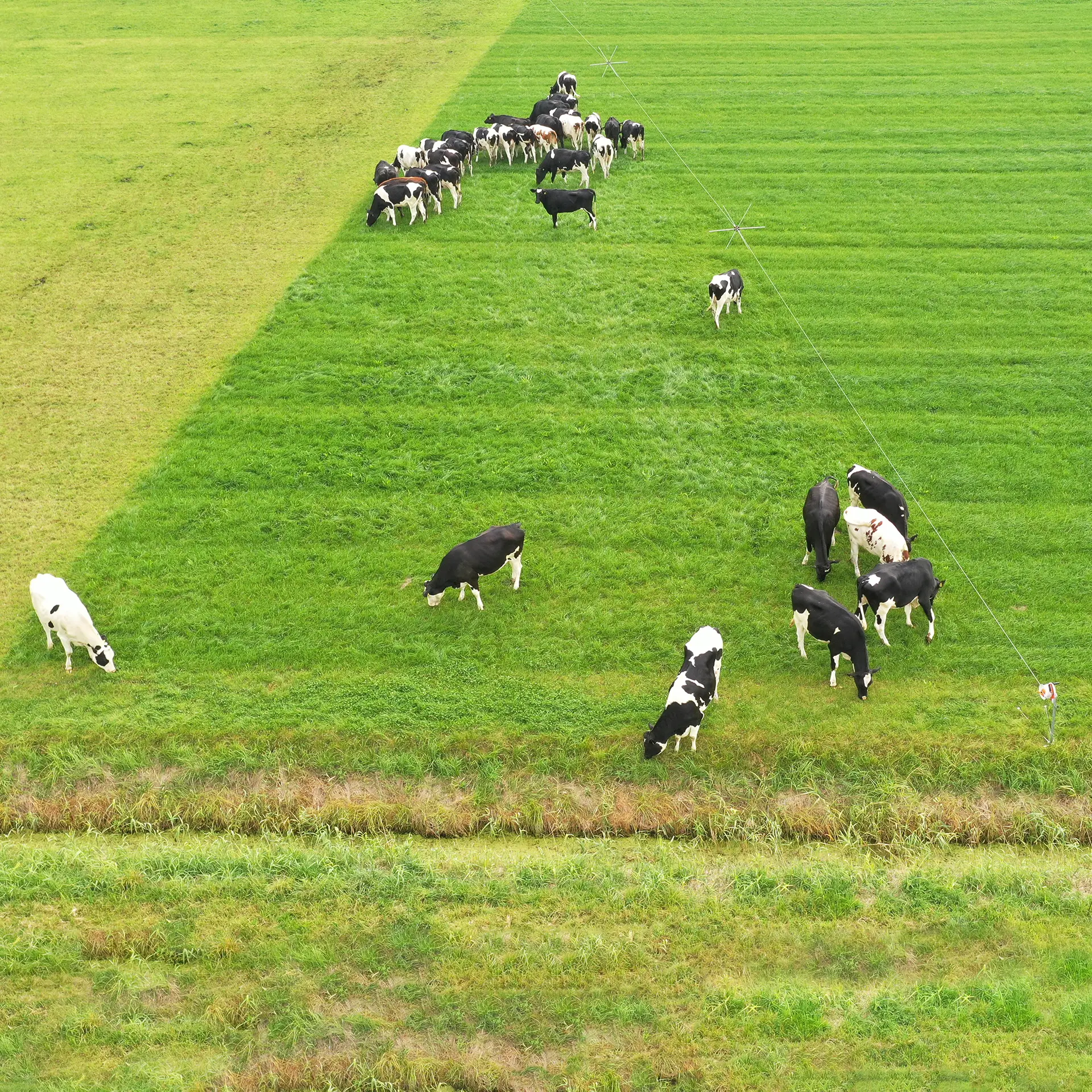 Gallagher Rasterspin (5 stuks)