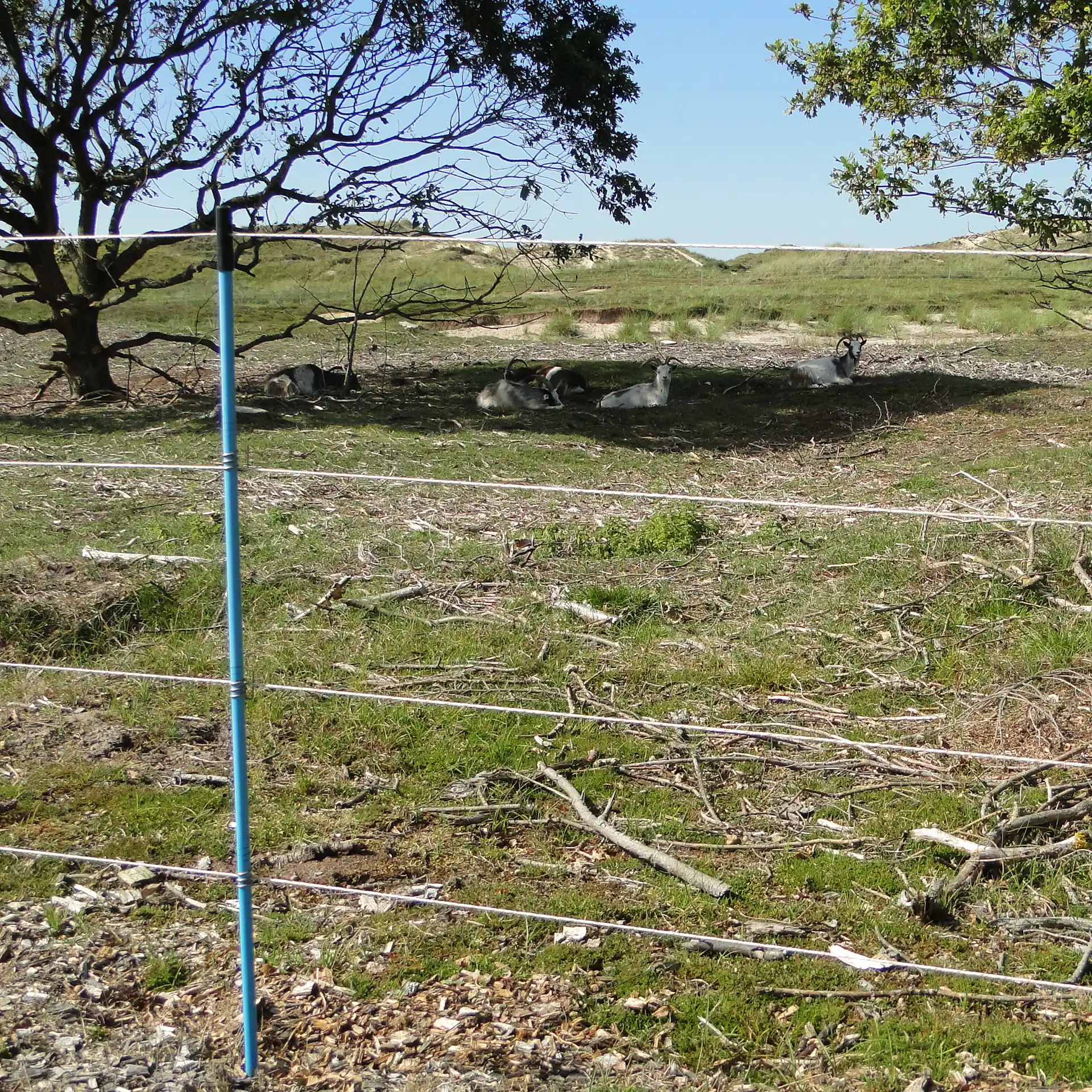 Gallagher Kunststof paal blauw, 1,35m + 0,20m pen (10 stuks)