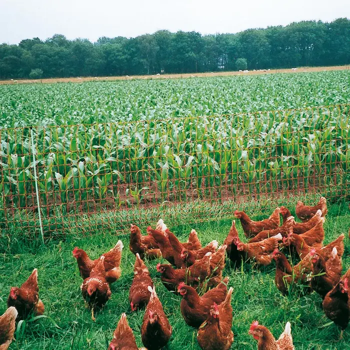 Gallagher Kippennet, 112cm, 50m (enkele pen)