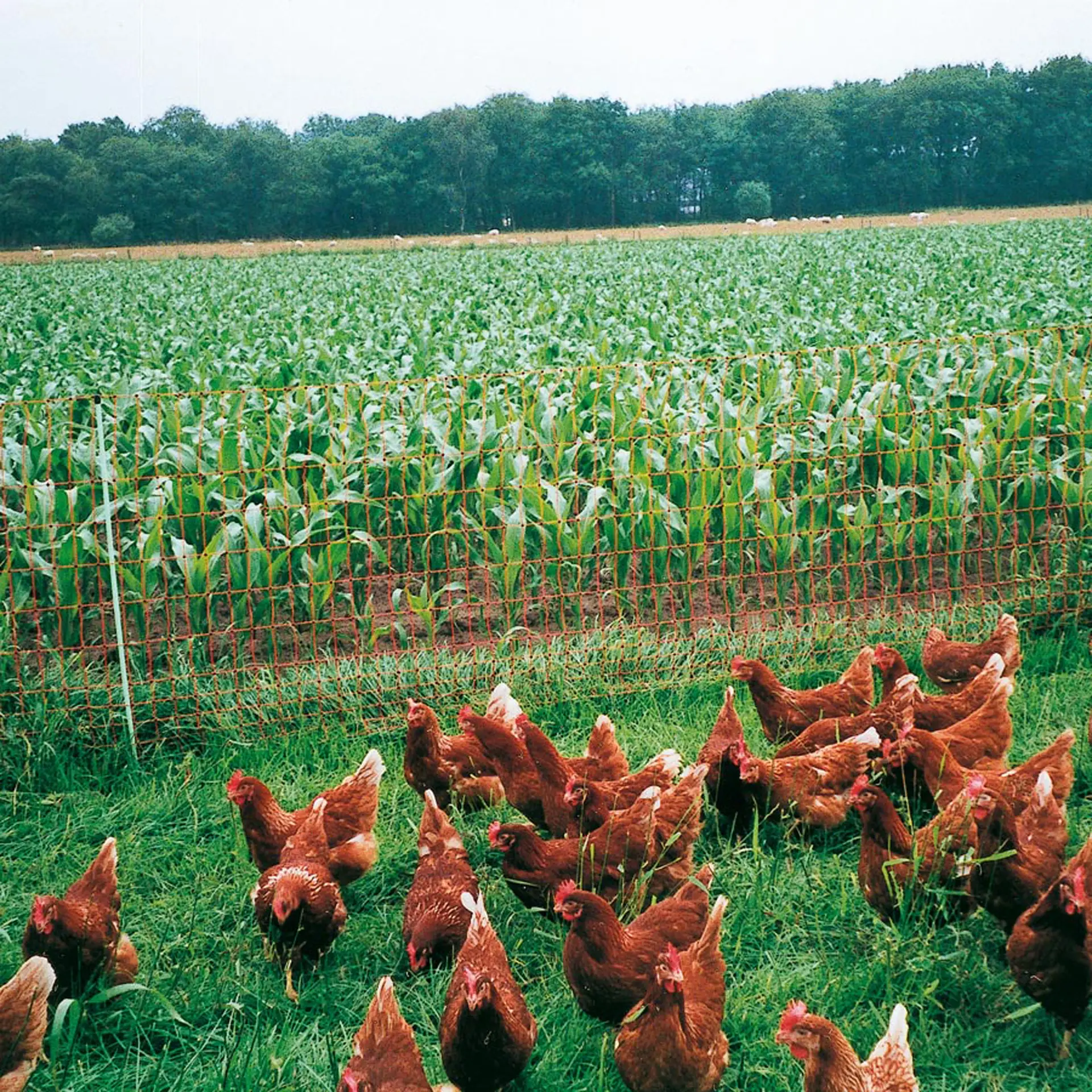 Gallagher Kippennet, 112cm, 50m (enkele pen)