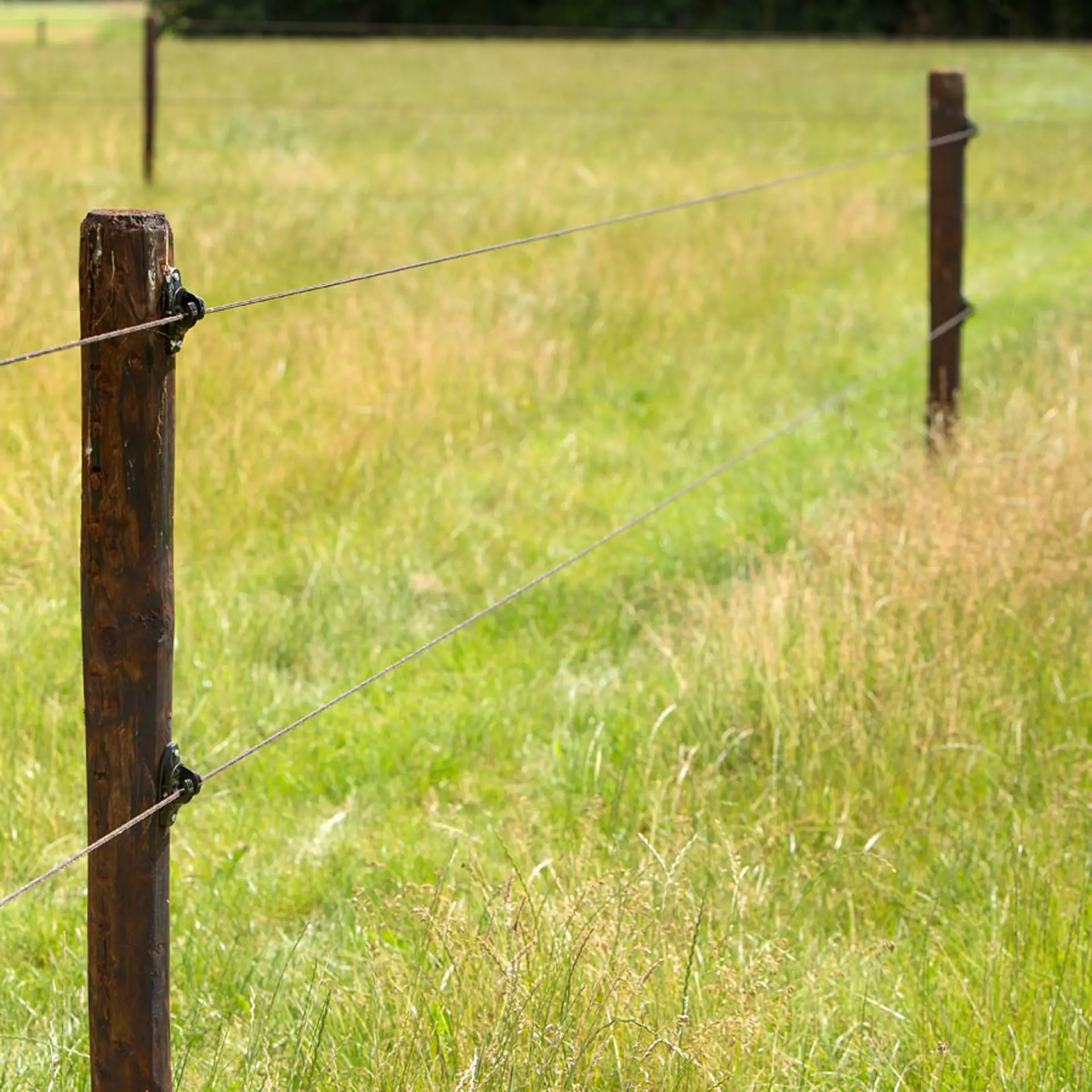 Gallagher W-isolator Super (zwart, 175 stuks)