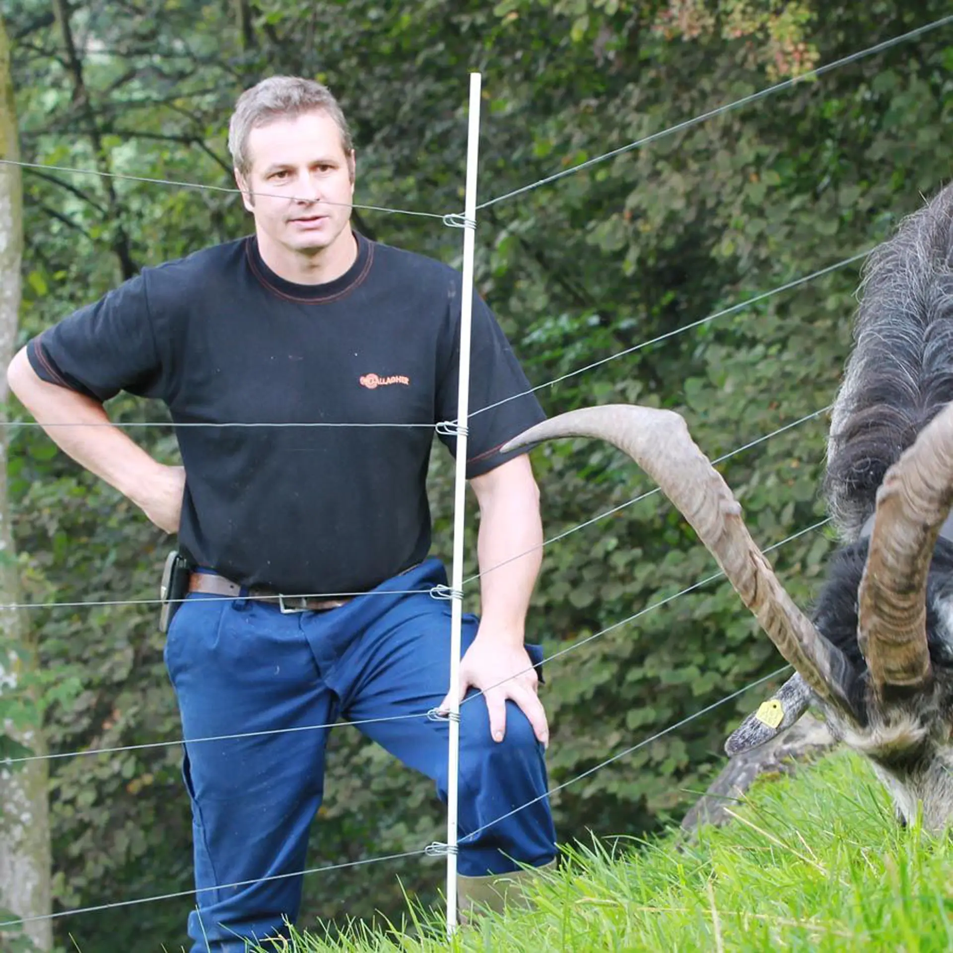 Gallagher Clip voor glasfiber paal (ø 10mm, 25 stuks)