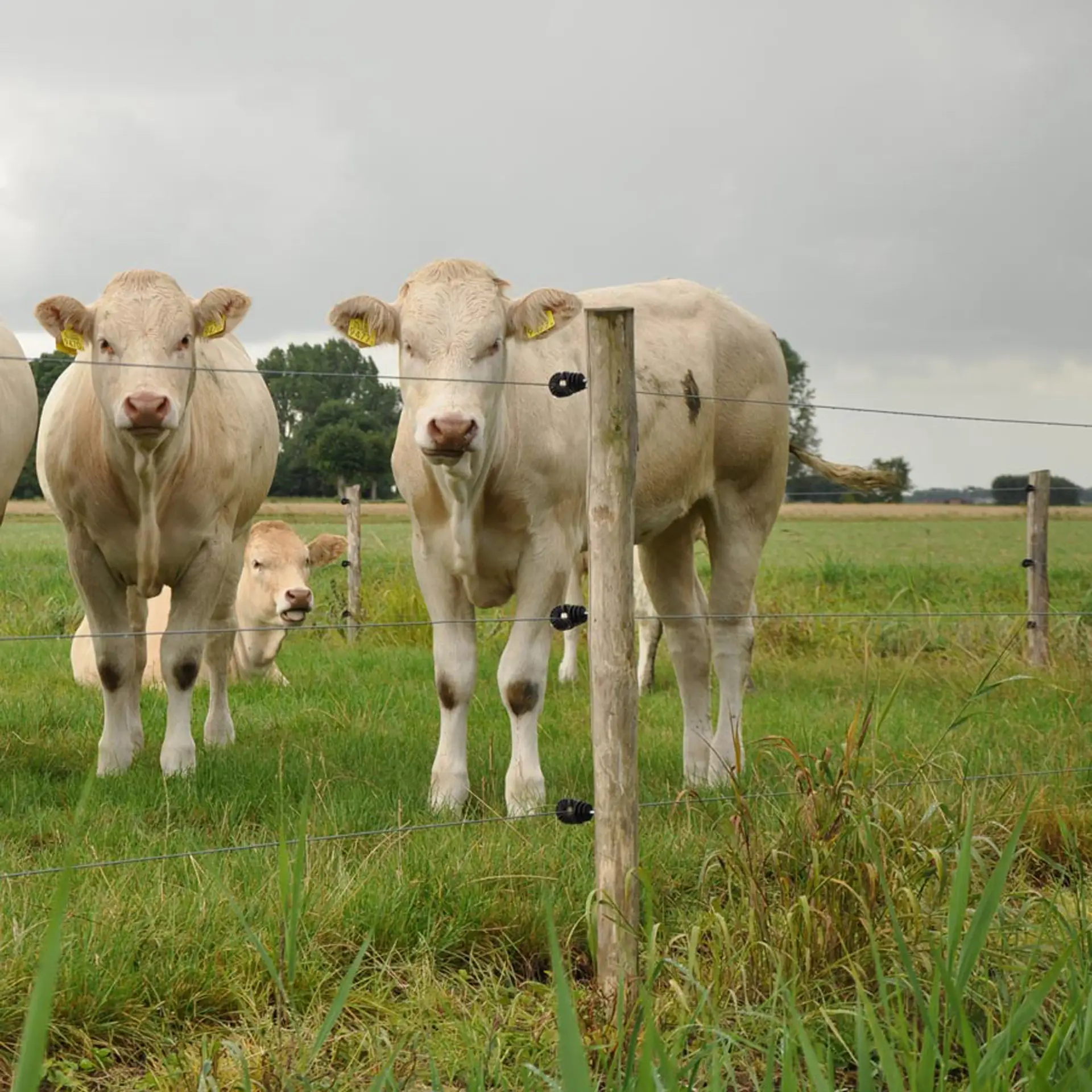 Gallagher Schroefisolator BS hout (super, 250 stuks)