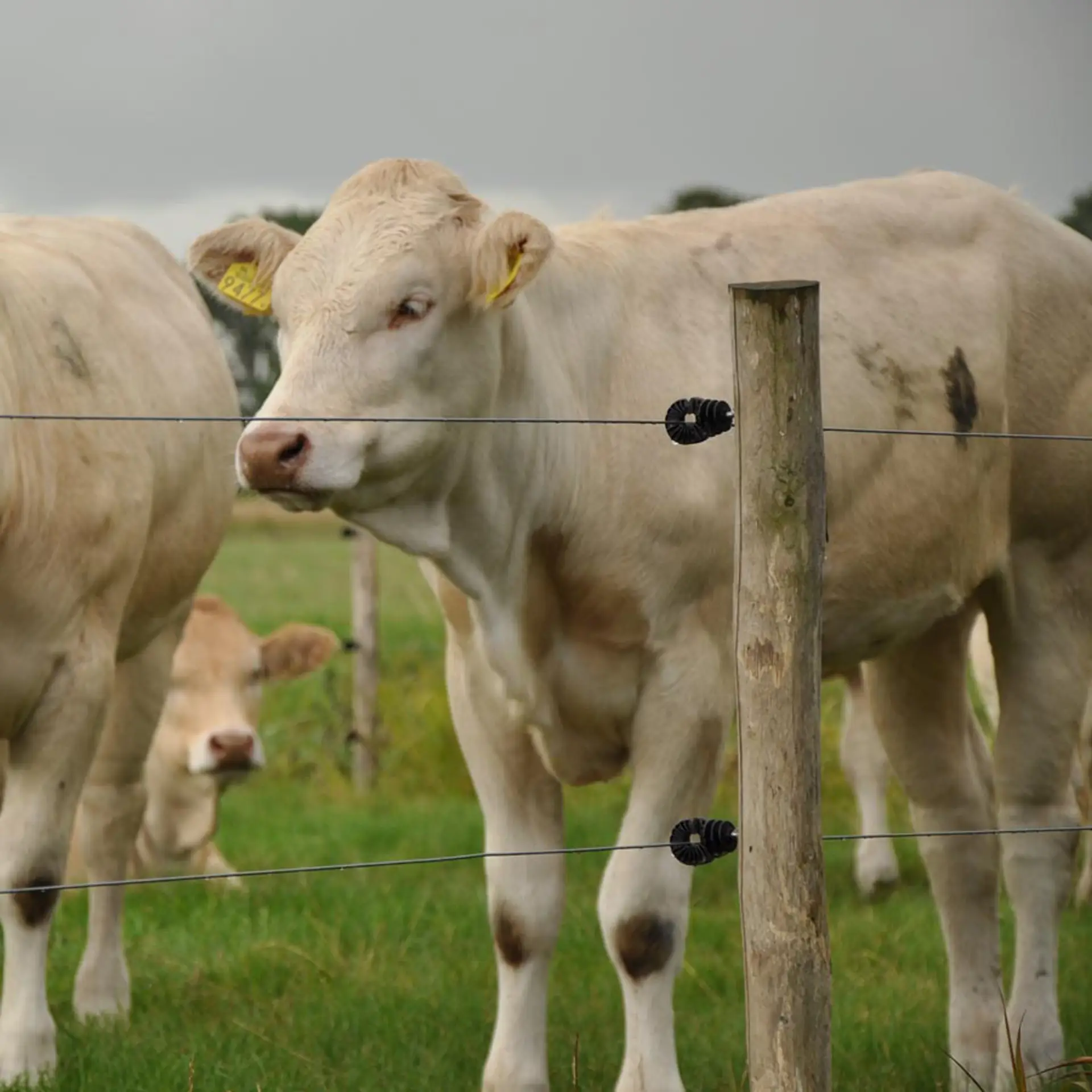 Gallagher Schroefisolator BS hout (super, 25 stuks)