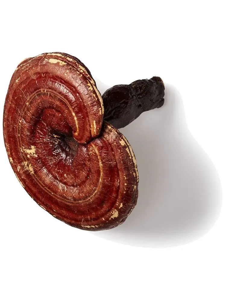 Mushrooms4Life Mushrooms4Life Reishi Paddenstoelen Capsules Bio