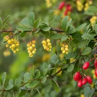 Berberine: het krachtige plantenextract dat je stofwisseling ondersteunt