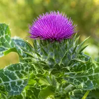 Mariadistel (Milk Thistle) Werking & Voordelen