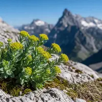 Wat is Rhodiola Rosea? Werking, Voordelen en Bijwerkingen