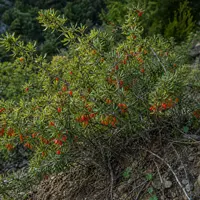 Berberine: Oorsprong, Werking en Eigenschappen