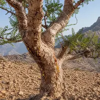 Boswellia Serrata: Oorsprong, Eigenschappen en Toepassing