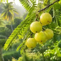 Wat is Amla Fruit? Alles wat je moet weten over deze gezonde vrucht