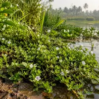 De Kracht van Brahmi: Wat dit Ayurvedische Kruid Doet voor Je Geest