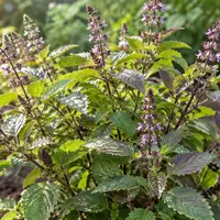 Tulsi (heilige basilicum): werking, voordelen en gebruik