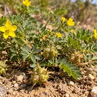 Wat is de werking van Tribulus terrestris?
