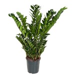 Planten Zamioculcas zamiifolia - Ø24