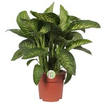 Planten Dieffenbachia seguine  maroba - Ø21 - Hoogte 80 cm