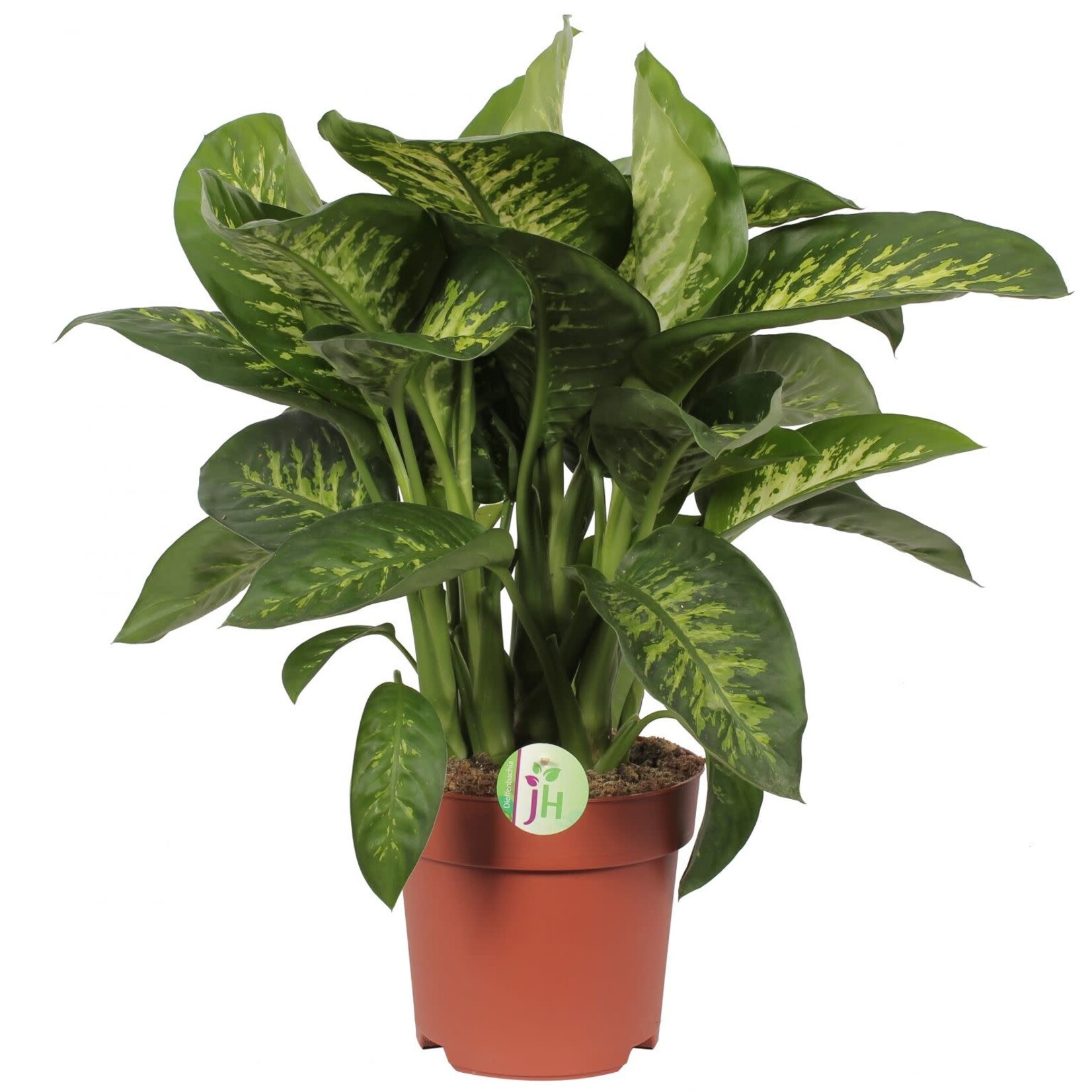Planten Dieffenbachia seguine  maroba - Ø21