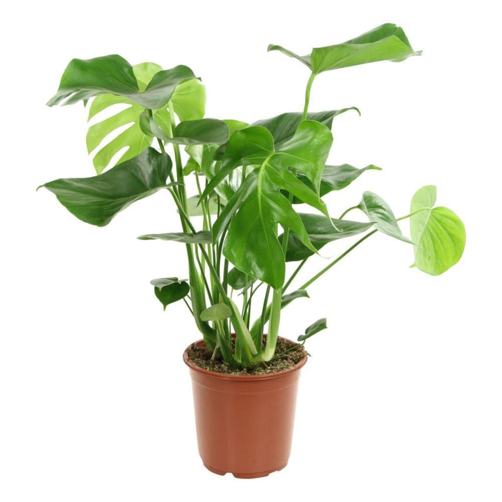 Planten Monstera deliciosa - Ø21