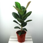 Planten Ficus elastica robusta - Ø17