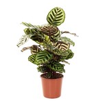 Planten Calathea makoyana - Ø19