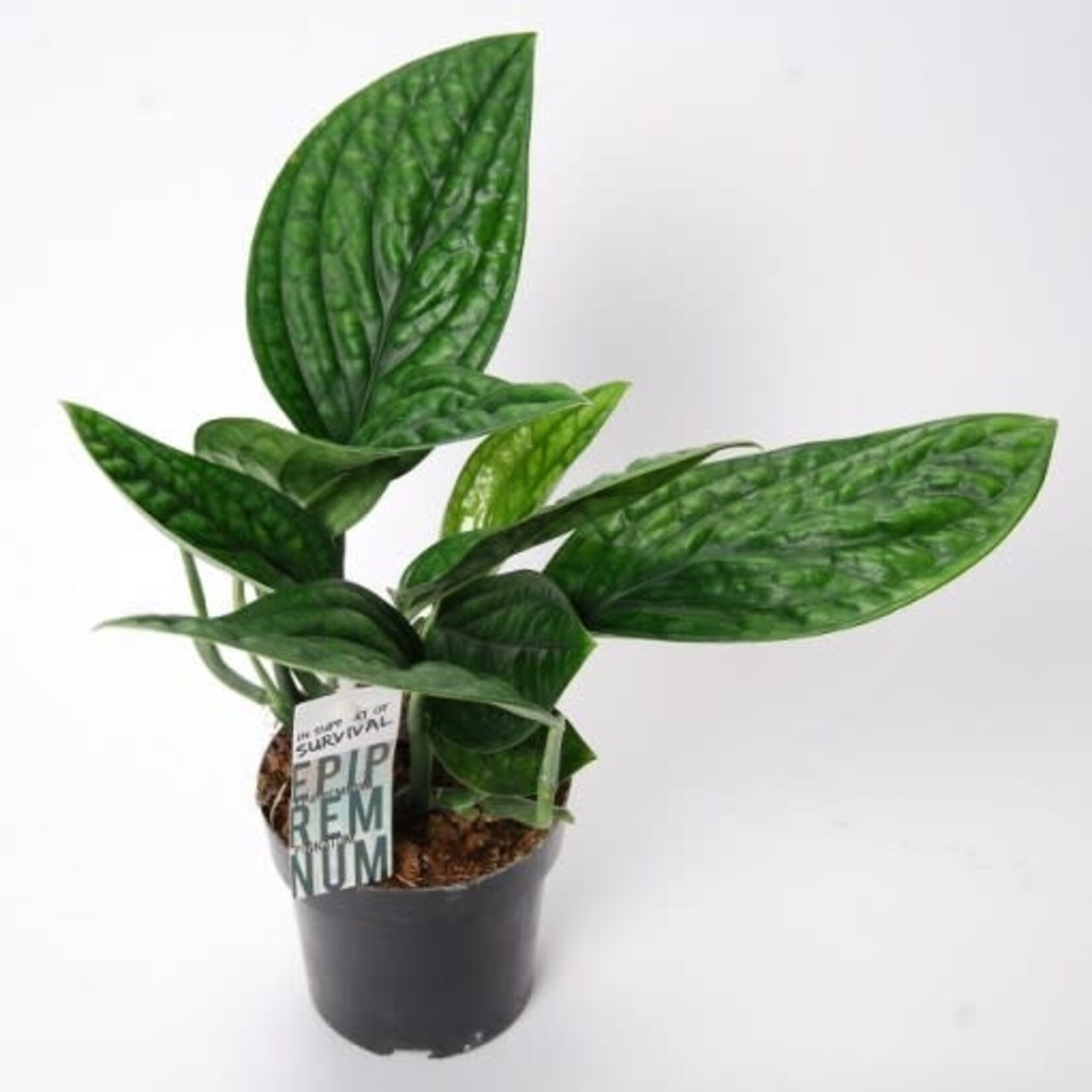 Planten Epipremnum marble planet - Ø13