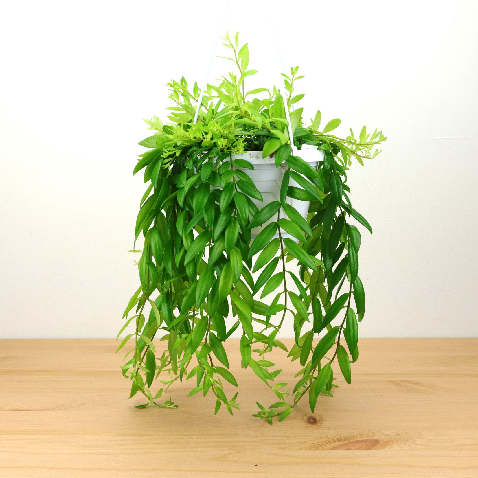 Planten Aeschynanthus japhrolepis - Ø14