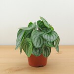 Planten Peperomia argyreia - Ø12