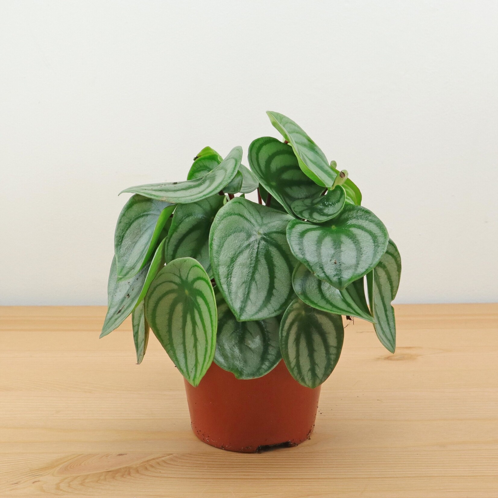 Planten Peperomia argyreia - Ø12