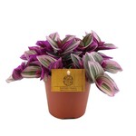Planten Tradescantia nanouk - Ø12