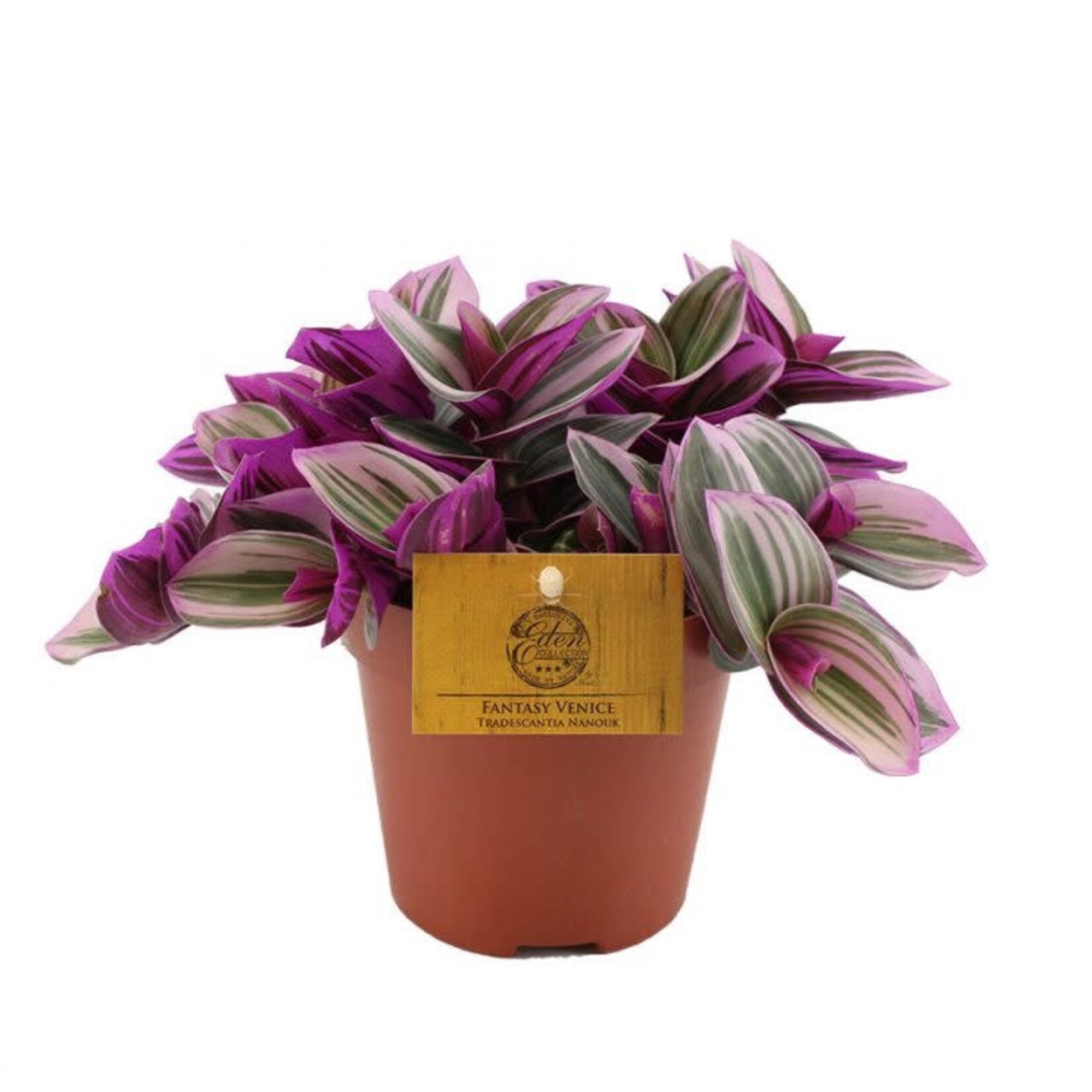 Planten Tradescantia nanouk - Ø12