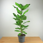 Planten Ficus benghalensis altissima - Ø21