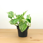 Planten Epipremnum marble queen - Ø12