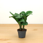 Planten Zamioculcas zamiifolia zenzi - Ø09