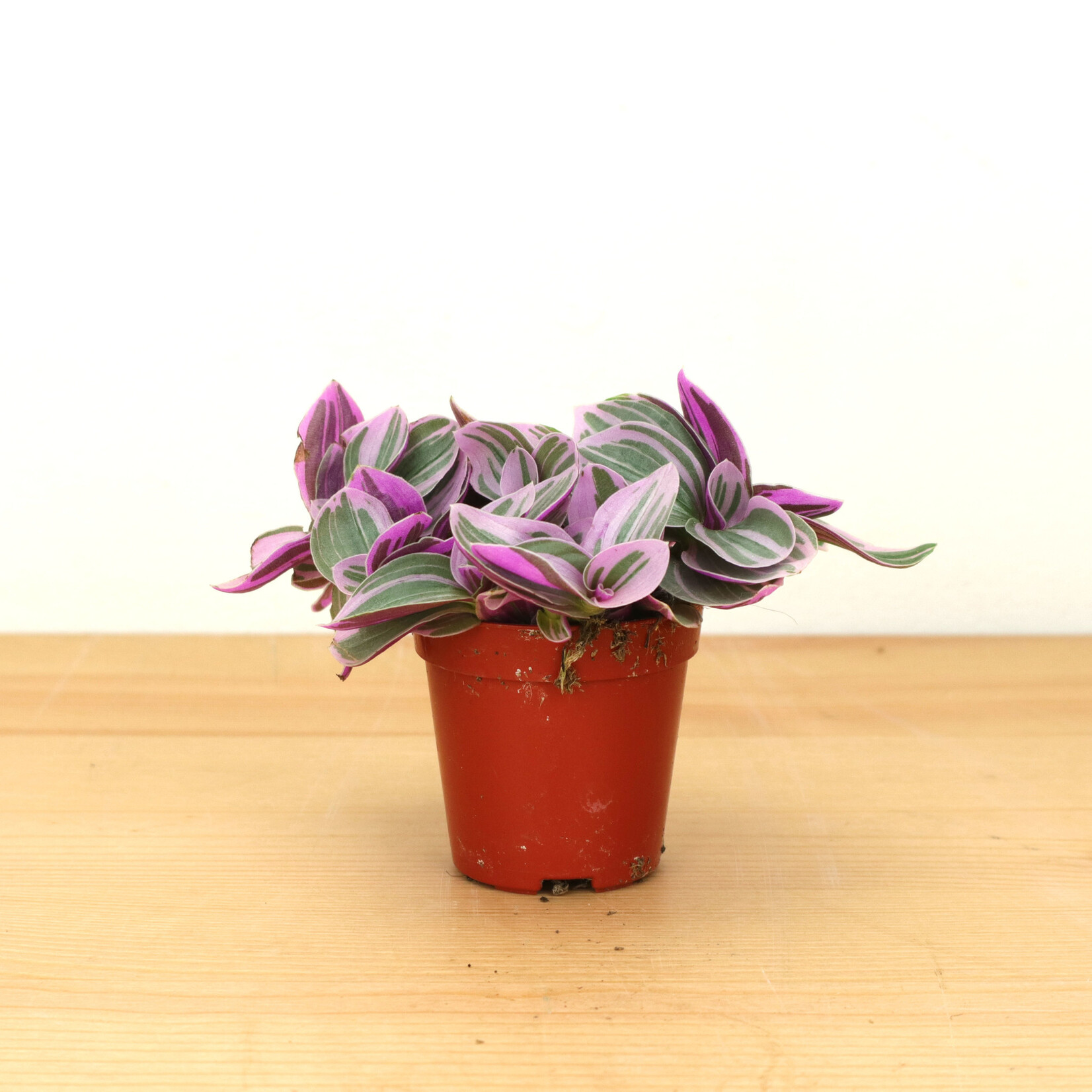Planten Tradescantia sweetness - Ø05