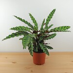 Planten Calathea lancifolia - Ø19
