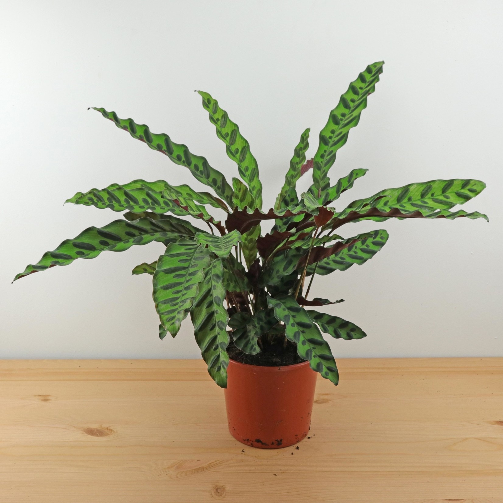 Planten Calathea lancifolia - Ø17
