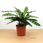 Planten Calathea lancifolia - Ø14