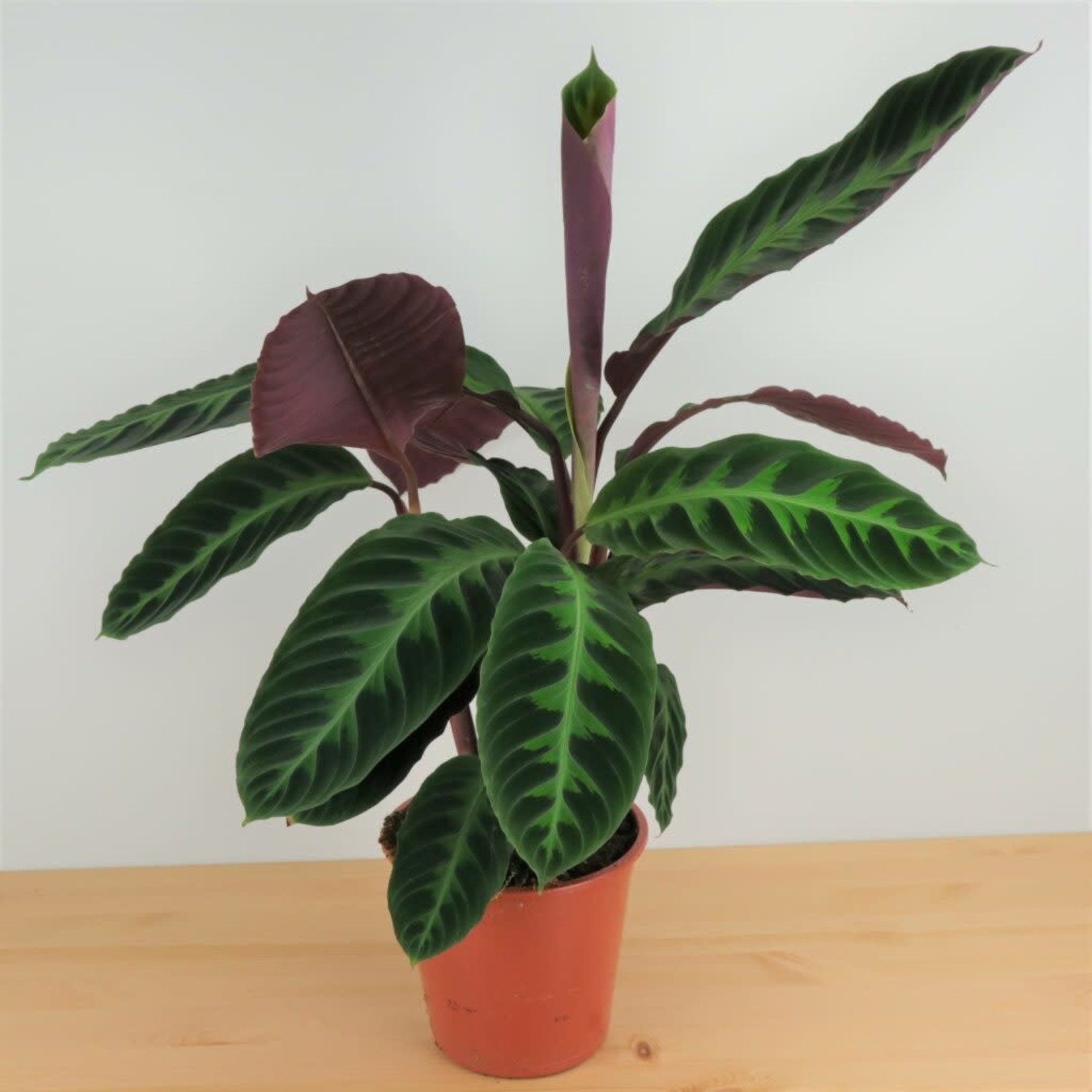 Planten Calathea Warscewiczii - Ø19