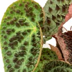 Planten Begonia Ferox - Ø12