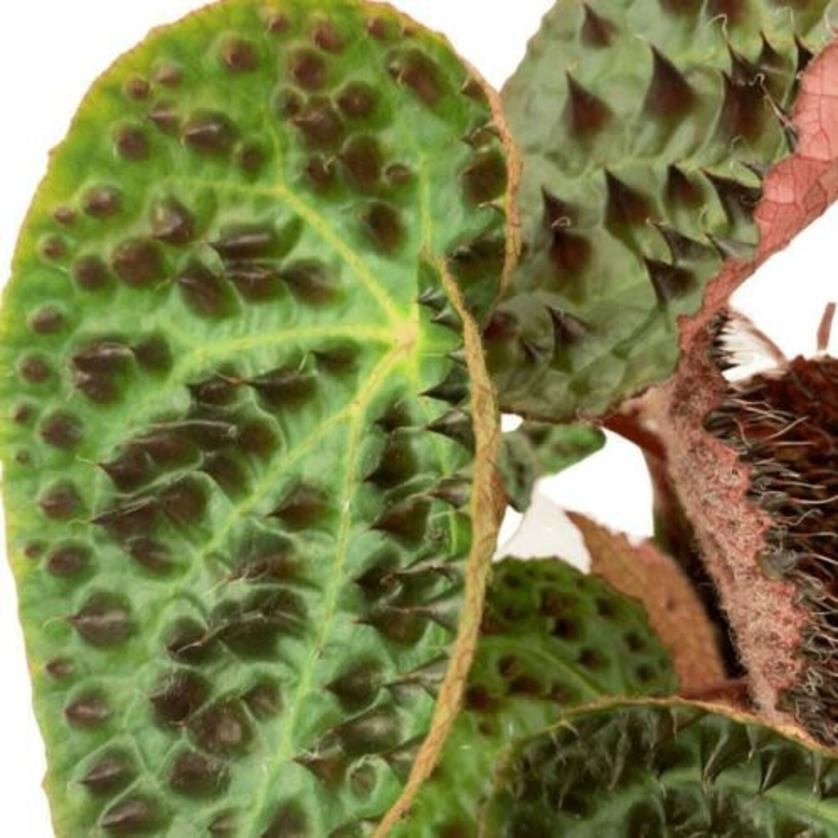 Planten Begonia Ferox - Ø12