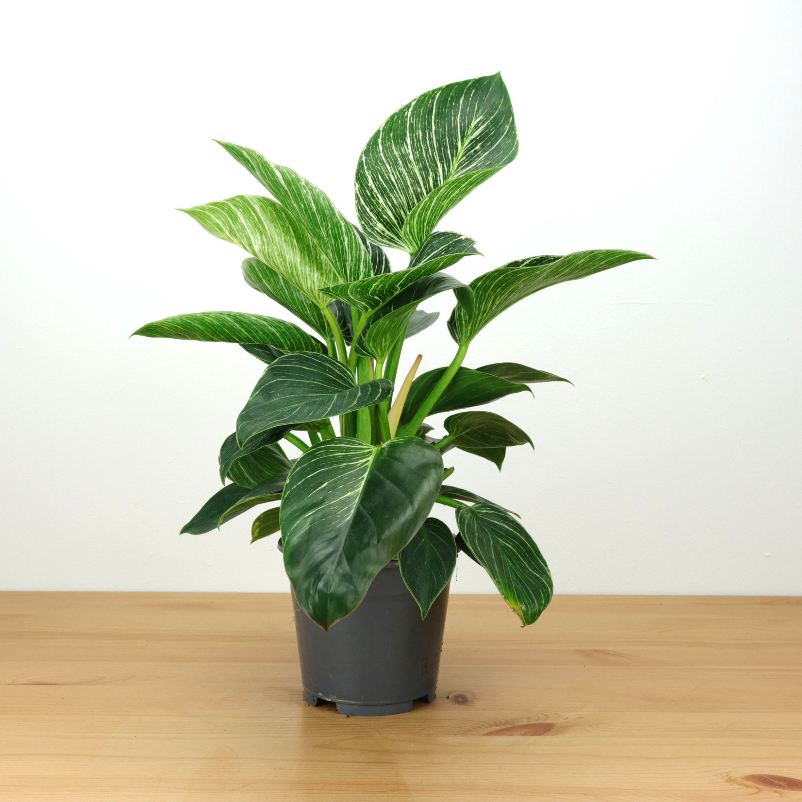 Planten Philodendron birkin - Ø12