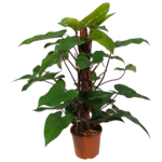 Planten Philodendron red emerald - Ø19