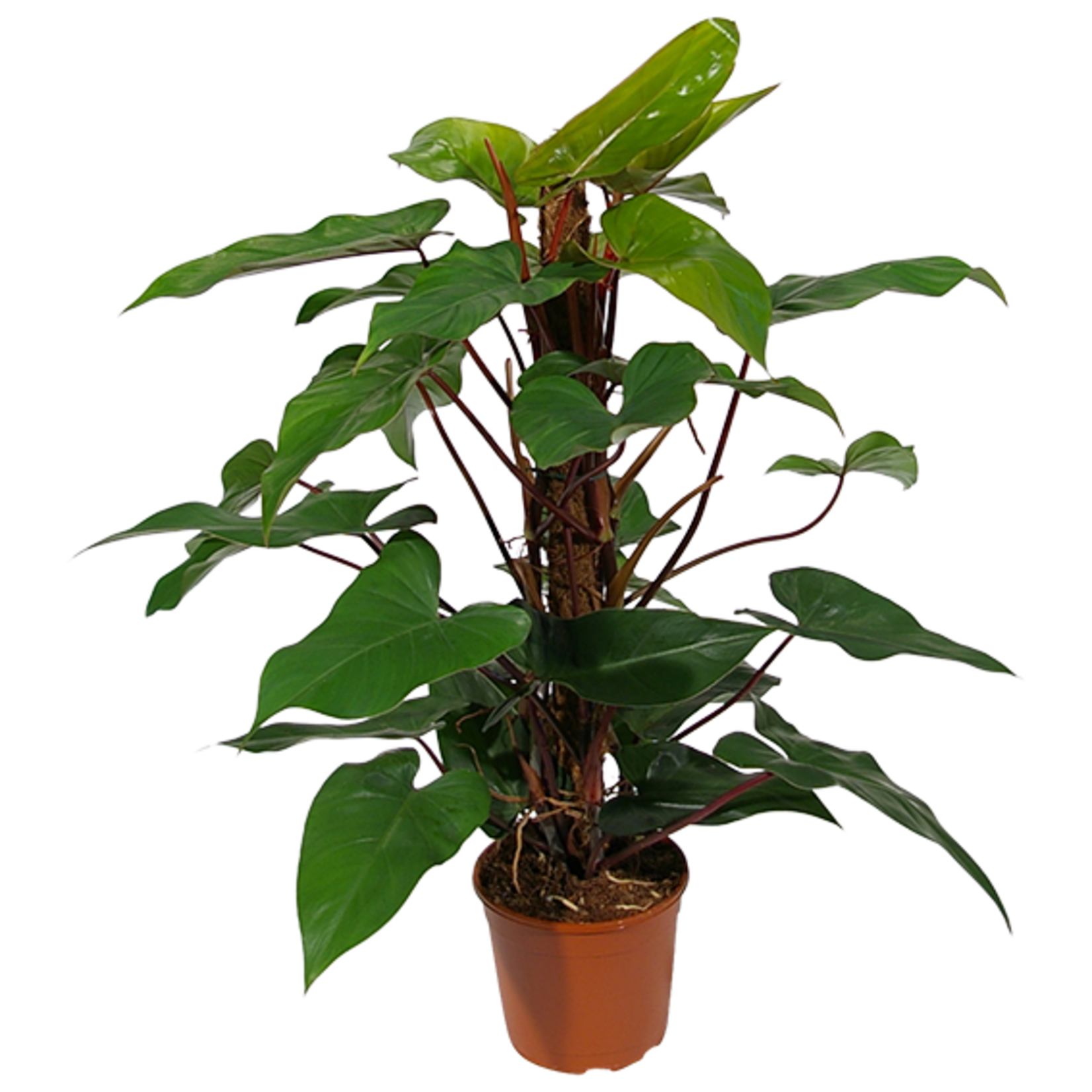 Planten Philodendron red emerald - Ø19