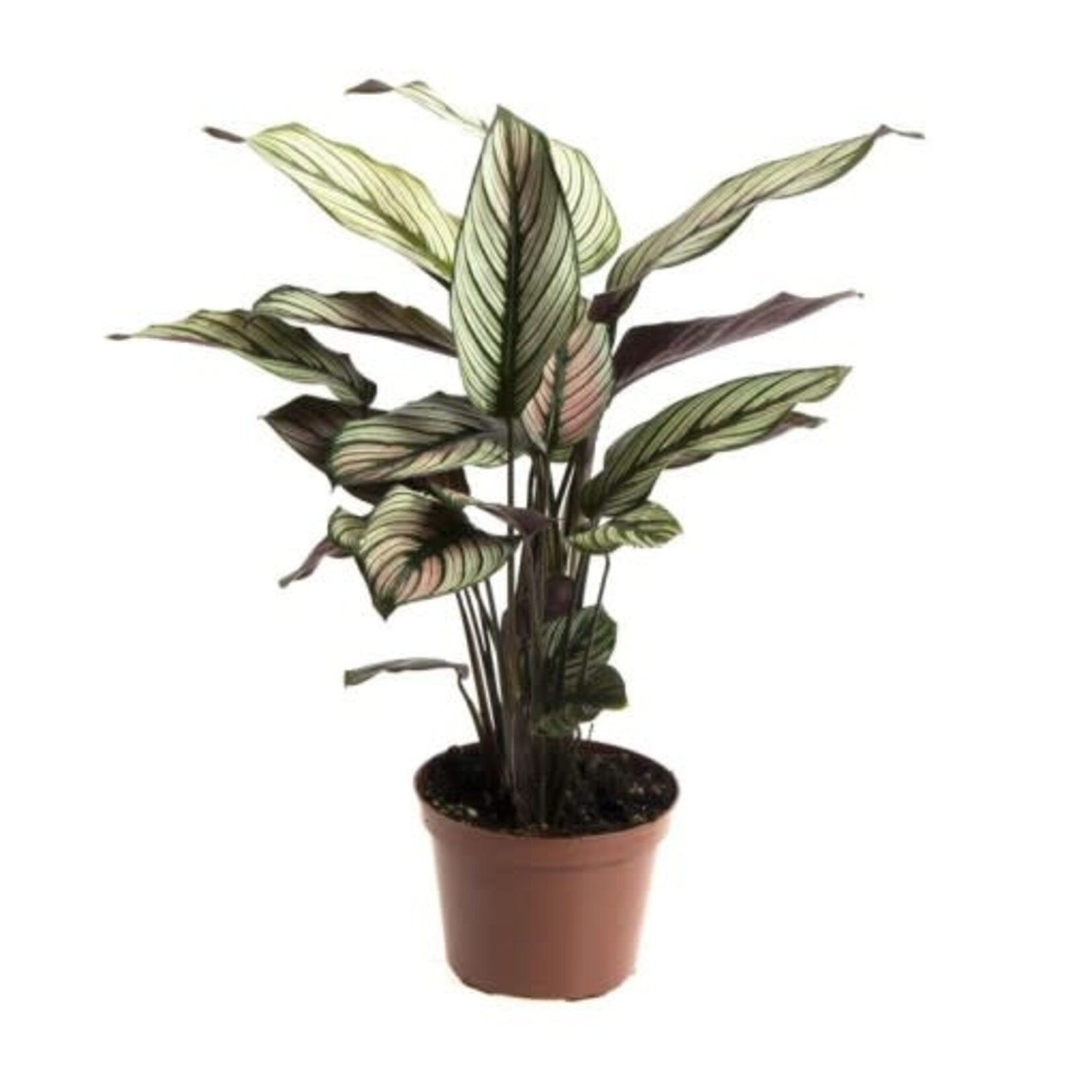 Planten Calathea majestica whitestar - Ø12