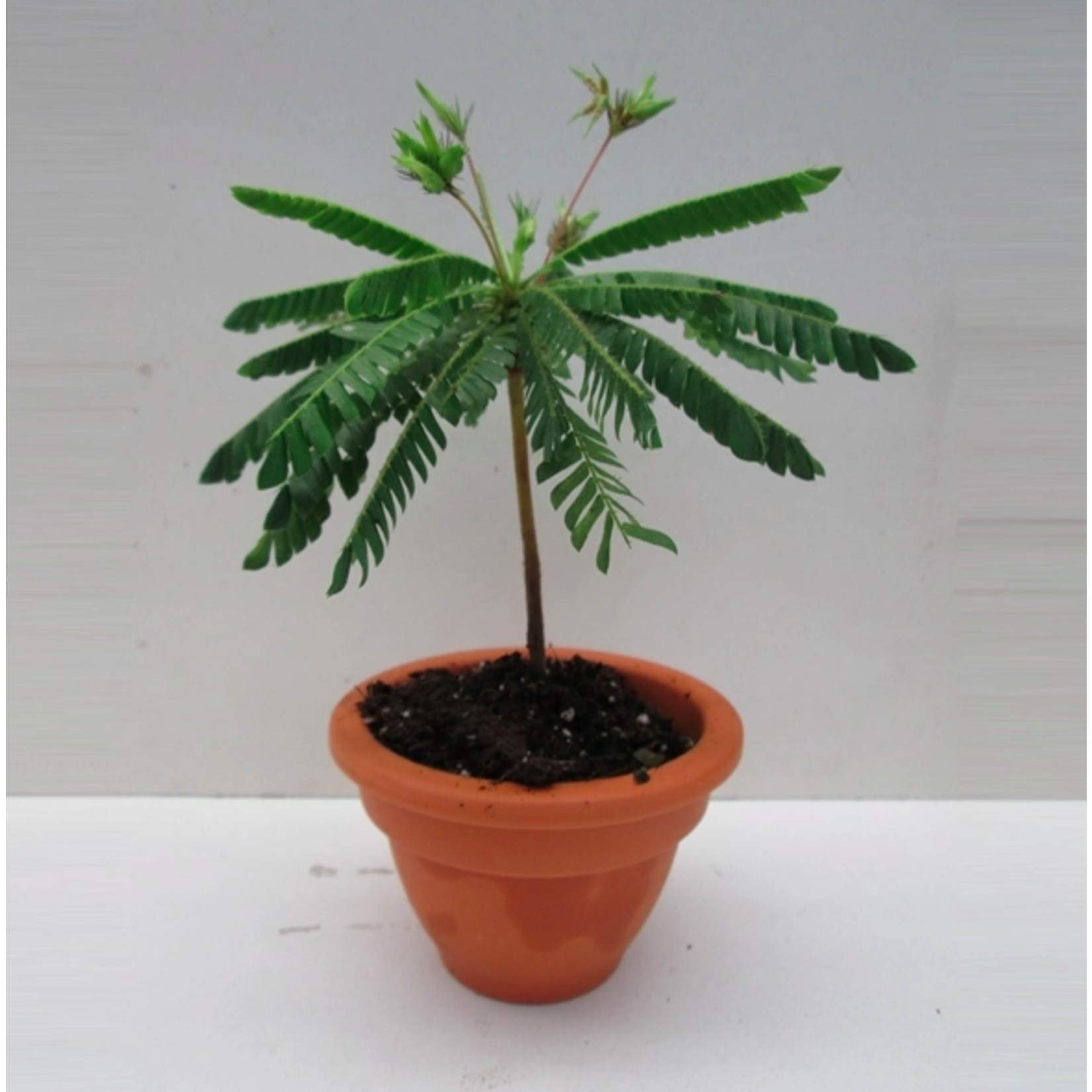 Planten Biophytum sensitivum - Ø09